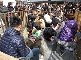 秋田犬ふれあいコーナー